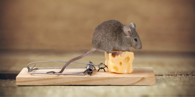 cách đuổi chuột