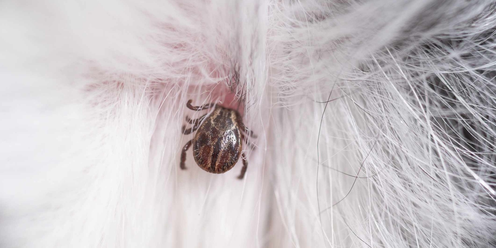 cách đuổi ve chó ra khỏi nhà