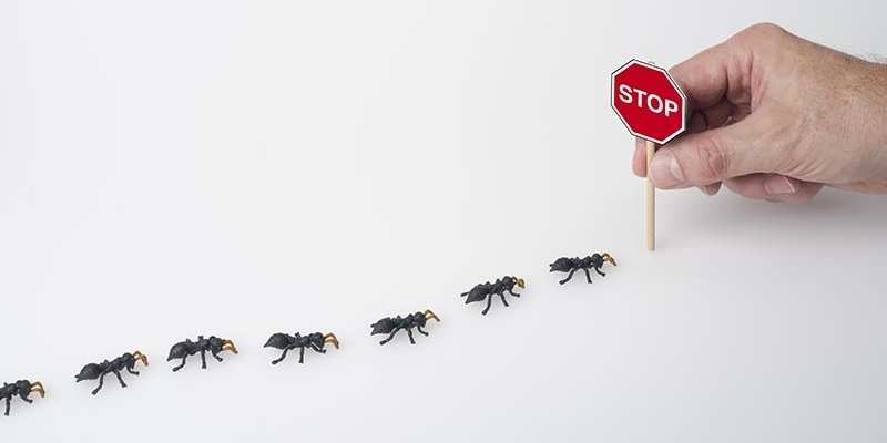 cách đuổi kiến ra khỏi nhà