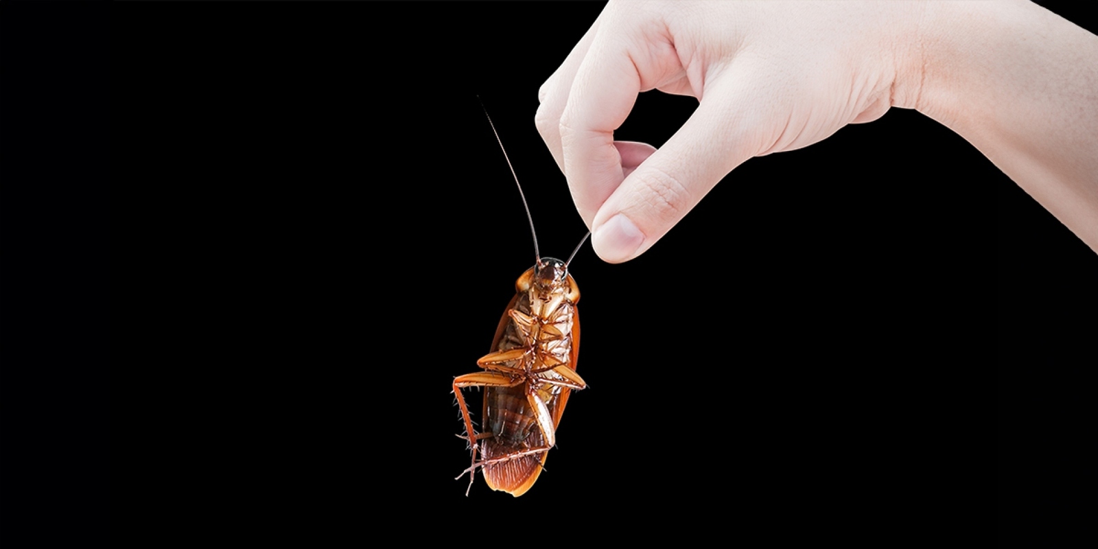 cách diệt gián tận gốc