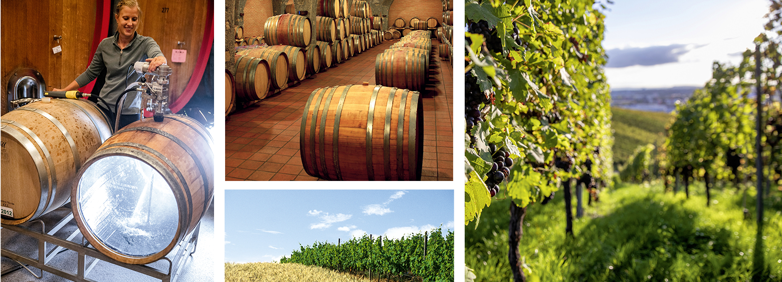 Winzer-Aktion Ein Weinstock im Weinberg mit reifen, dunklen Trauben in Nahaufnahme. Im Hintergrund erstrecken sich weitere Reihen von Rebstöcken einen sanften Hügel hinauf. Der Himmel ist blau mit einigen weißen Wolken, und die Sonne scheint auf das grüne Gras zwischen den Weinstöcken.