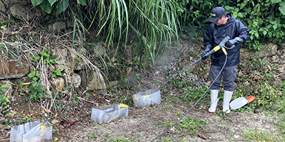 沖縄・古宇利島にてヤエヤママドボタル防除試験