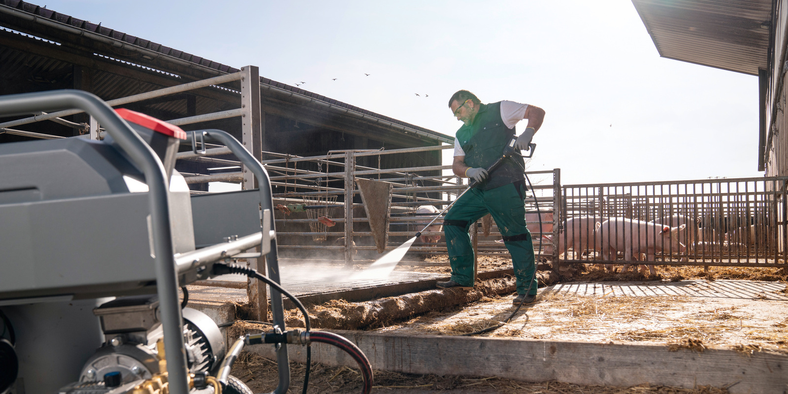 Homem limpando confinamento de suínos com água quente
