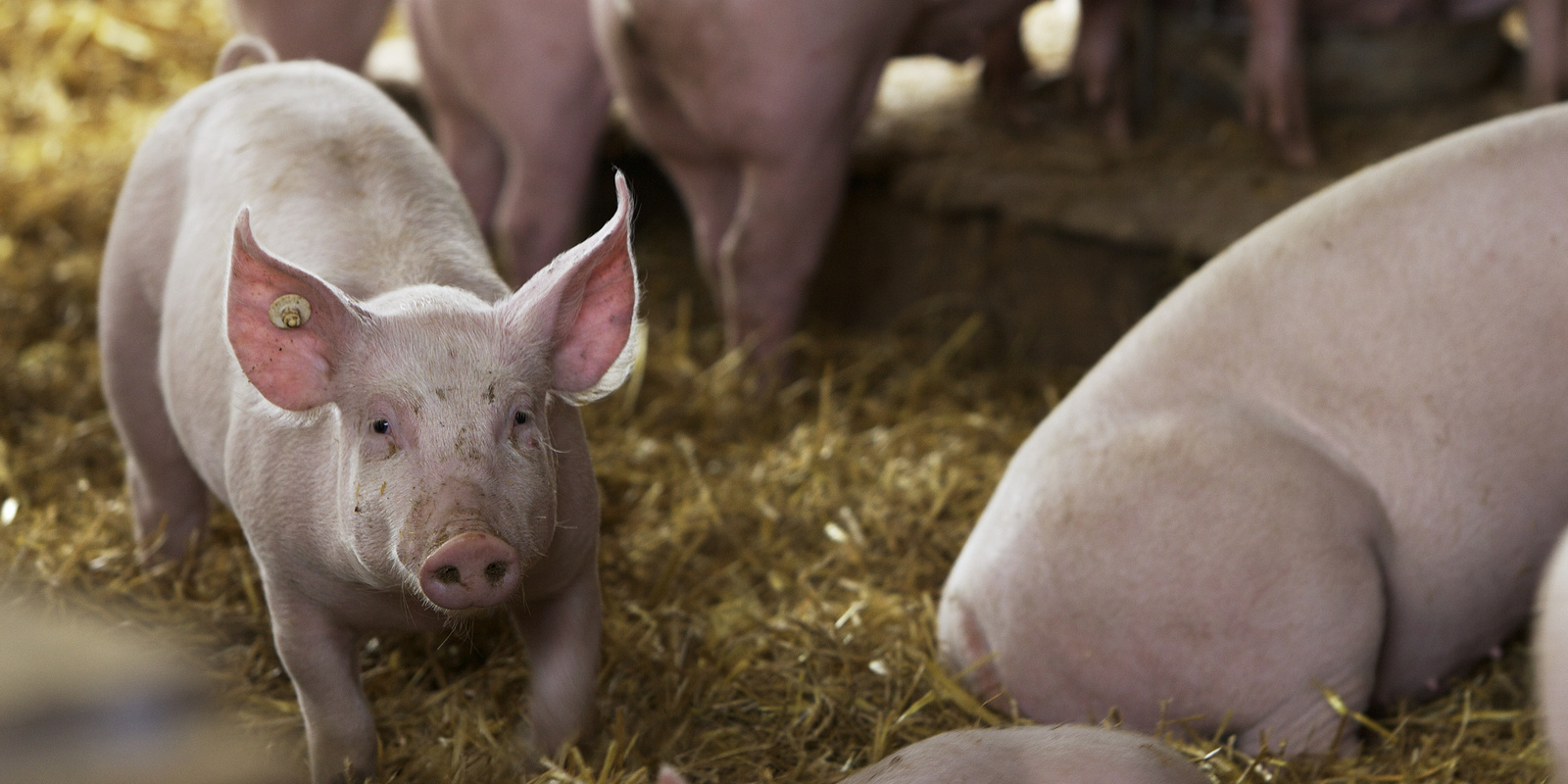Schweine