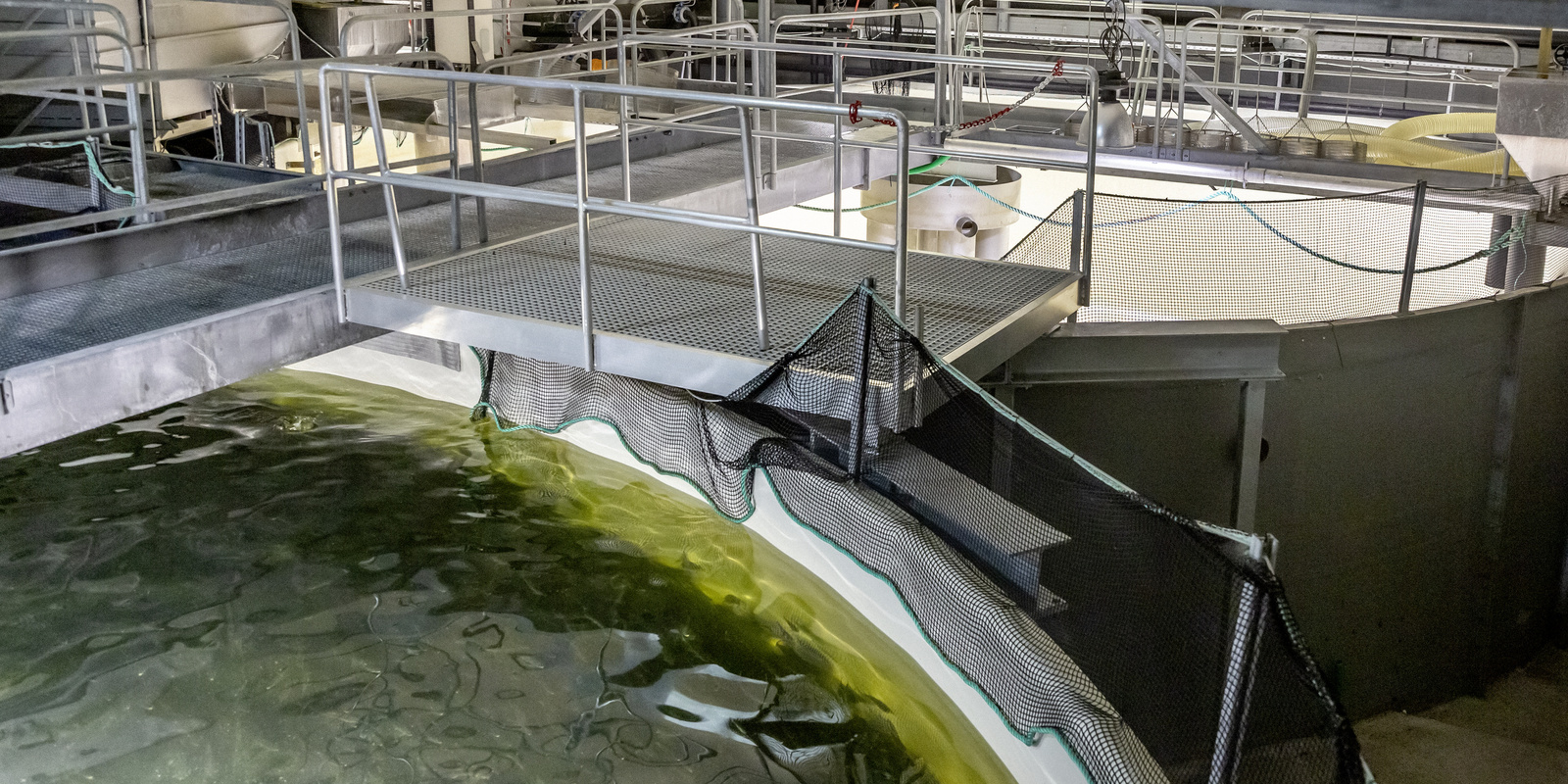 Becken Fischzucht 