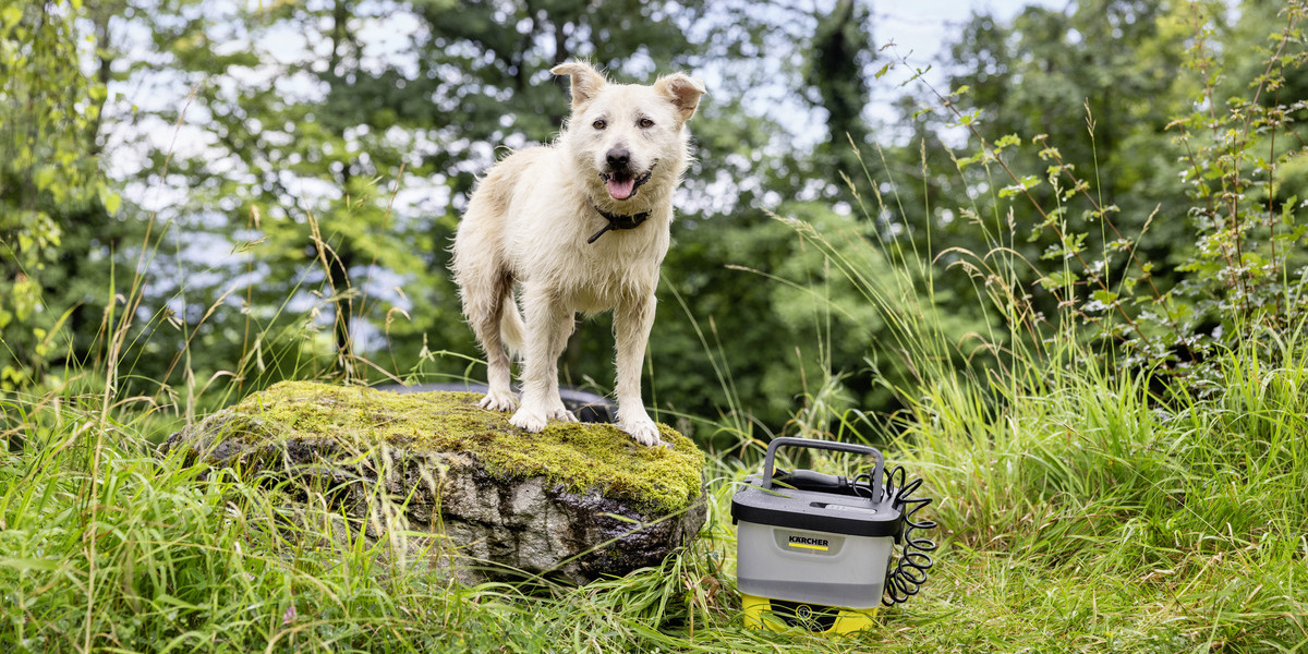 pet cleaning outdoor