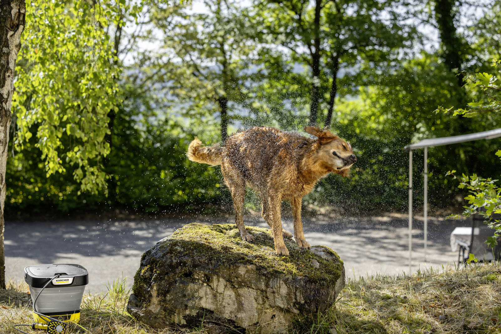 Pet