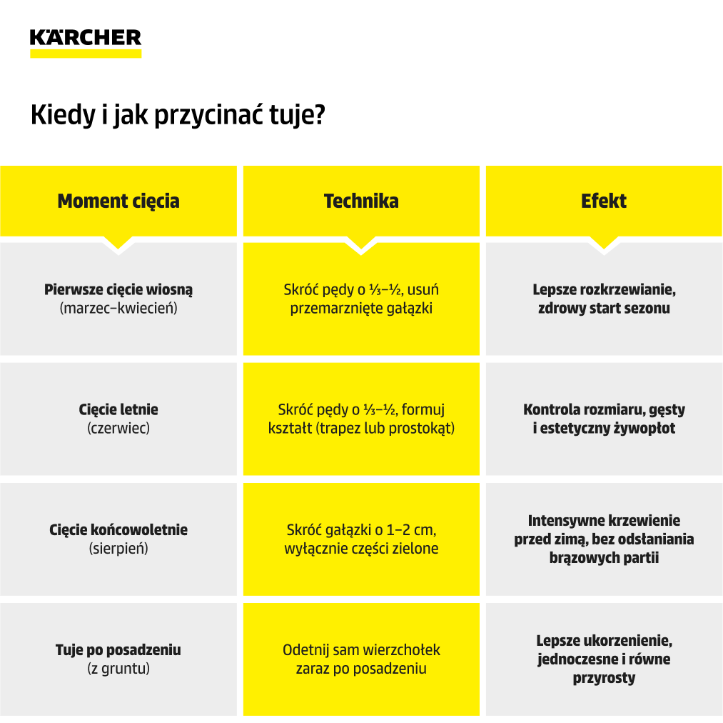 kiedy i jak przycinać tuje infografika