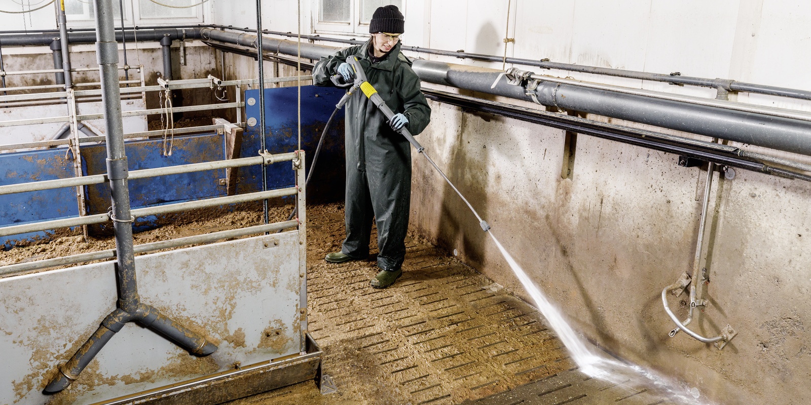 Ferkelaufzucht und Schweinemast