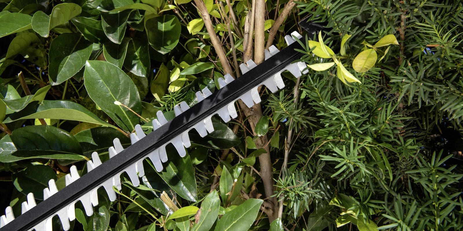 Sägefunktion The saw blade of the Kärcher battery hedge trimmer approaches branches