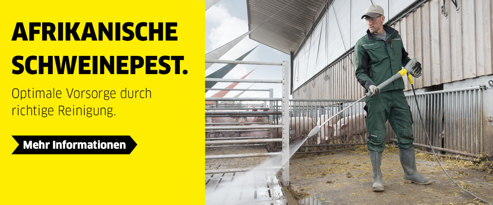 Schweinepest Schweinepest