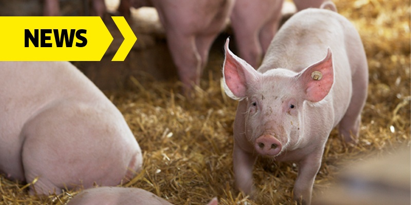 Afrikanische Schweinepest: Vorsorge durch Reinigung