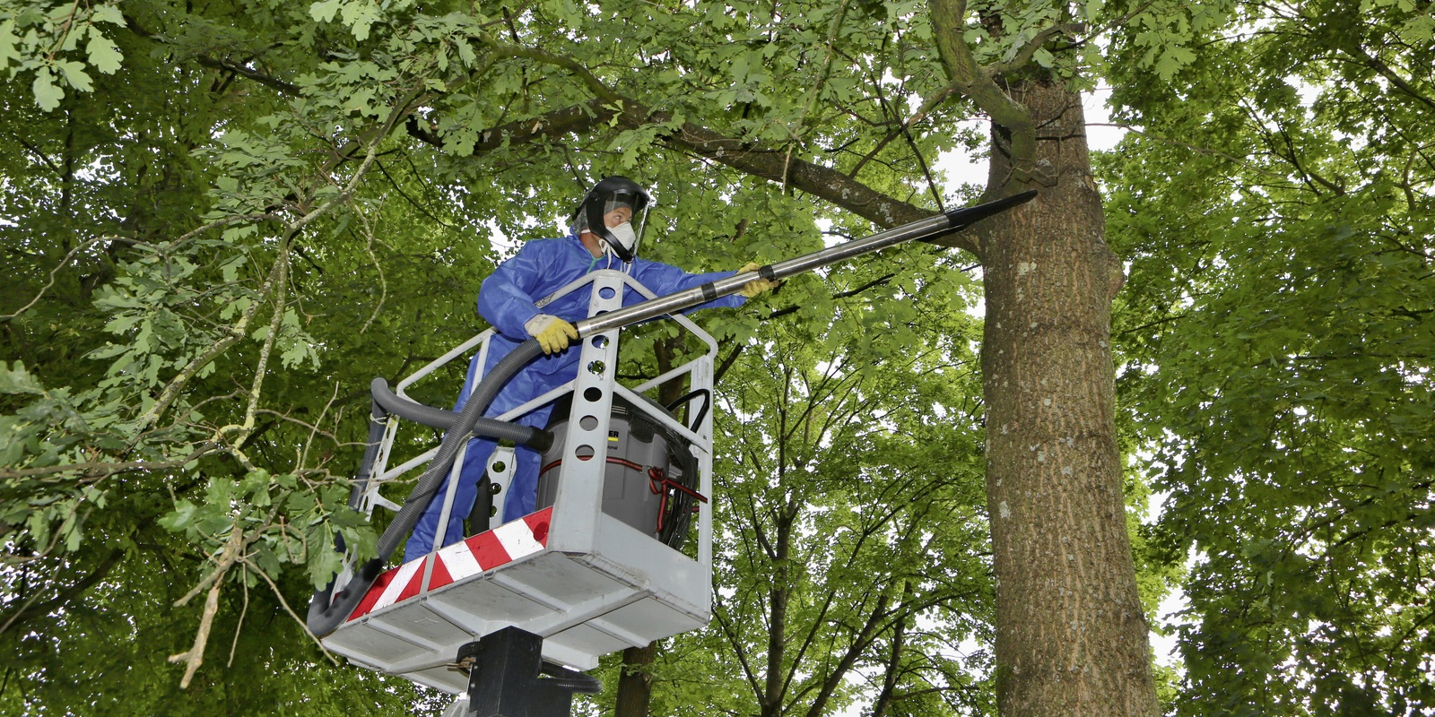 Eichenprozessionsspinner bekämpfen Eichenprozessionsspinner bekämpfen