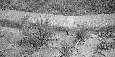 Grasses between paving stones