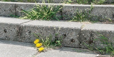 weed control weed control