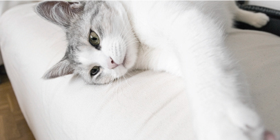 коту коту