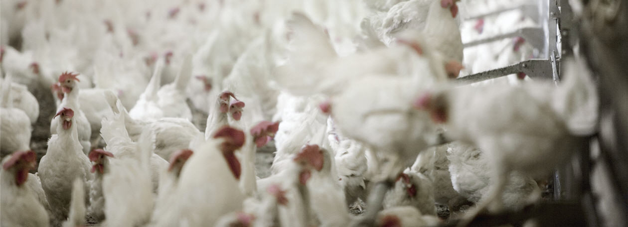 Ptasia_grypa_1260x456