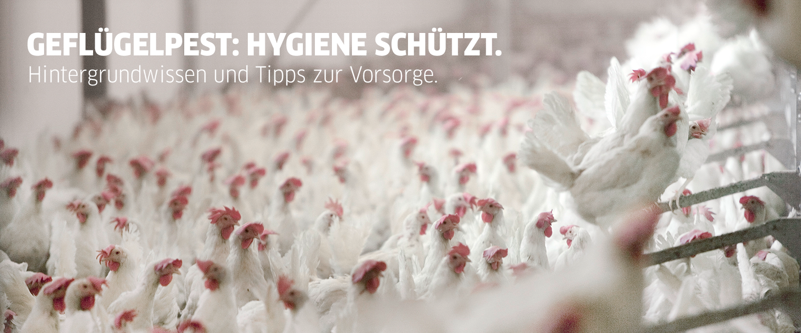 GEFLÜGELPEST: HYGIENE SCHÜTZT GEFLÜGELPEST: HYGIENE SCHÜTZT