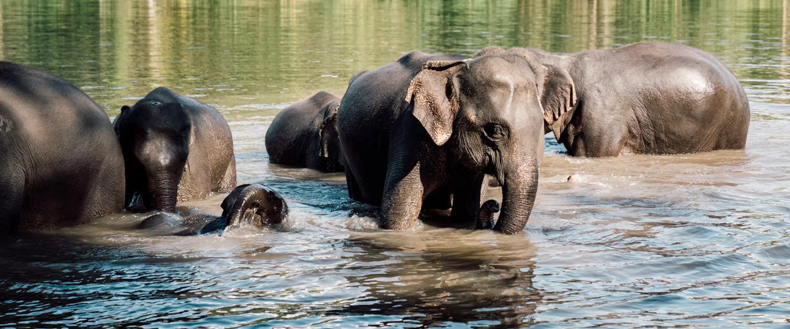 Слоны купаются в озере