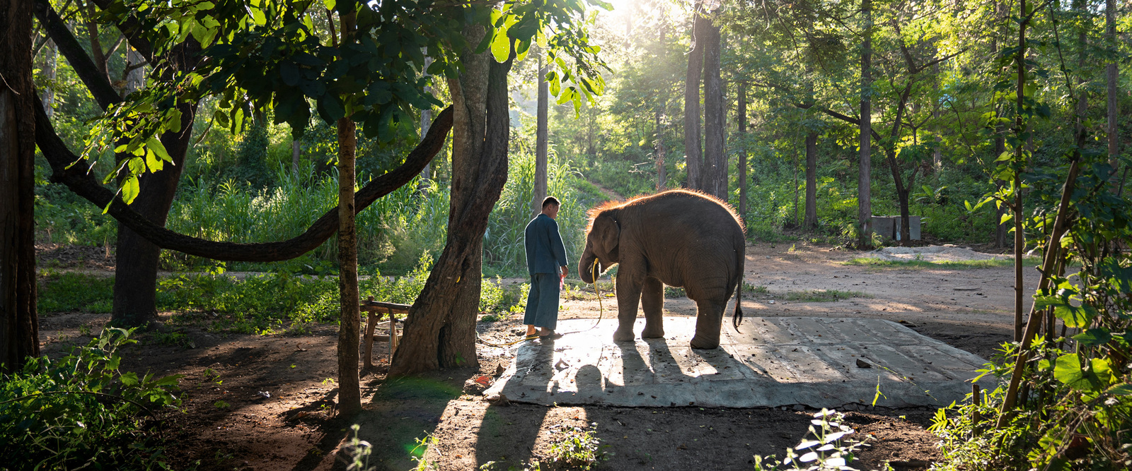 Mahout Somchat Changkarn and baby elephant Moonbeam Mahout Somchat Changkarn and baby elephant Moonbeam