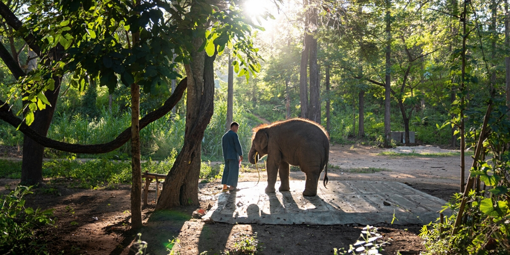 The elephant whisperer The elephant whisperer