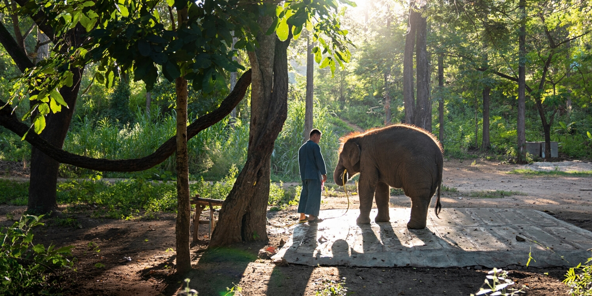 The elephant whisperer The elephant whisperer