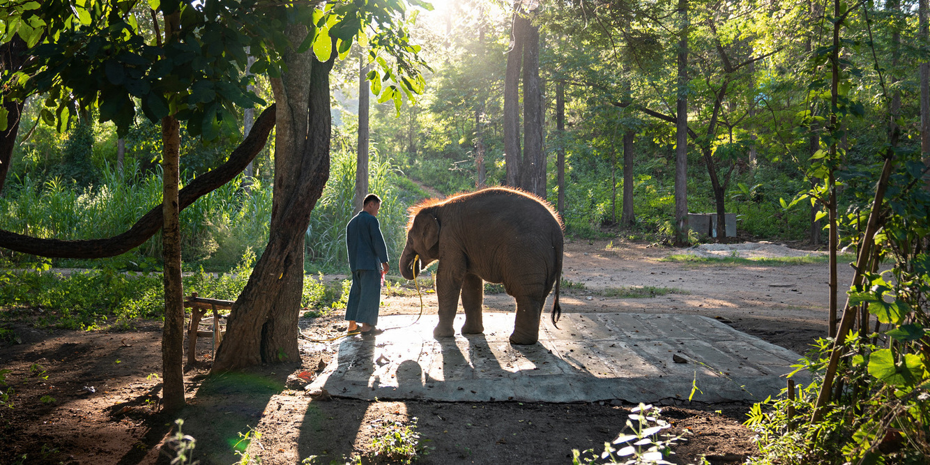 The elephant whisperer The elephant whisperer