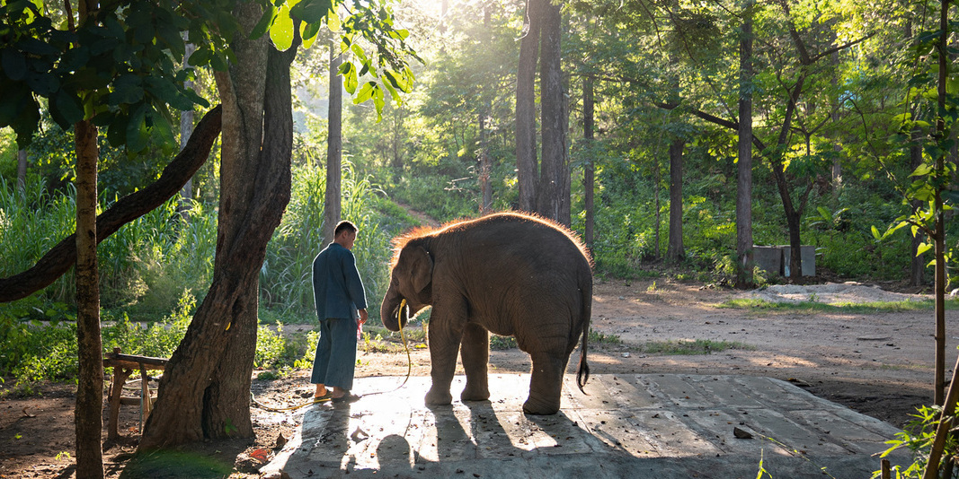 L'homme qui murmurait à l'oreille des éléphants L'homme qui murmurait à l'oreille des éléphants