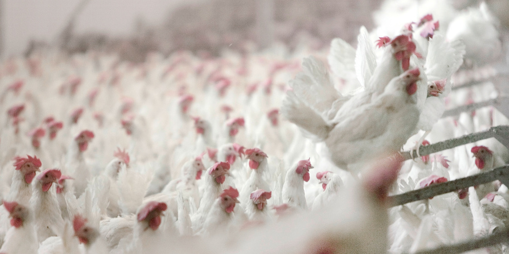 Ptačí závod, nosnice