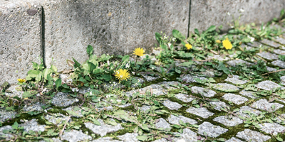 paardenbloem paardenbloem
