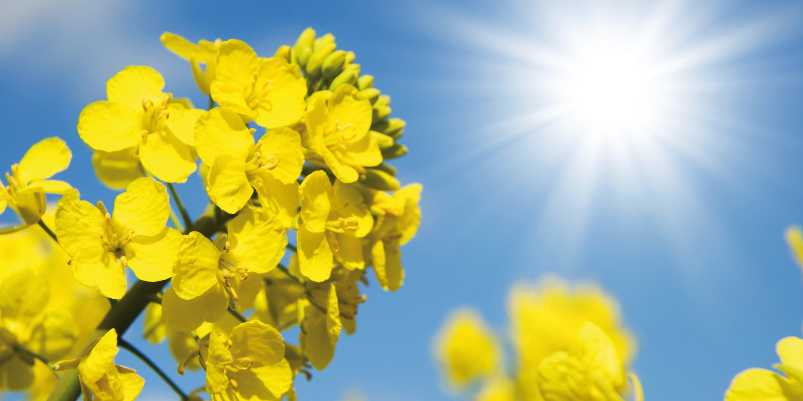 Устойчива ефективност