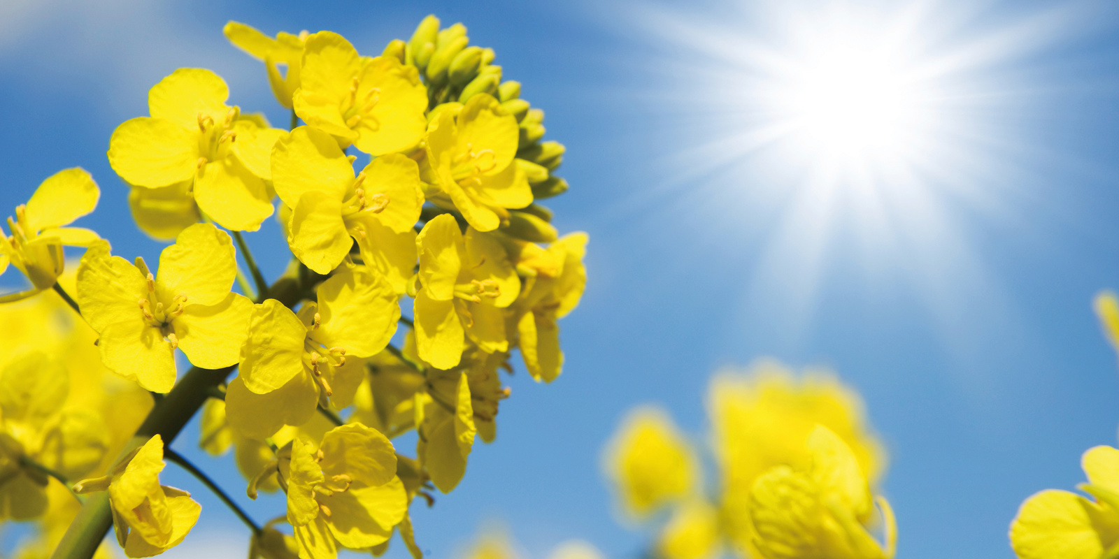 Устойчива ефективност