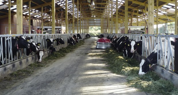 Animal Pens & Confinement Areas Dairy cows in barn