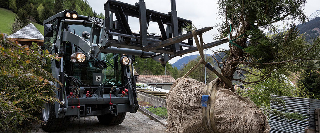 Transporting a tree for planting Murezi transports a burlap-wrapped baby tree to be replanted