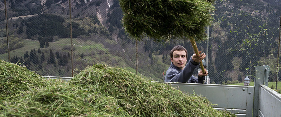 Murezi Casanova pitches hay Murezi pitches hay and other material into a fenced area