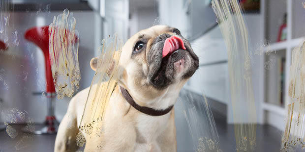Mops z reklamy myjki do okien Mops z reklamy myjki do okien