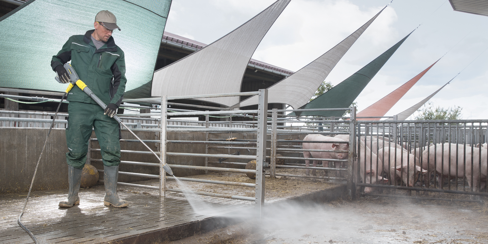 Teaser Afrikanische Schweinepest.