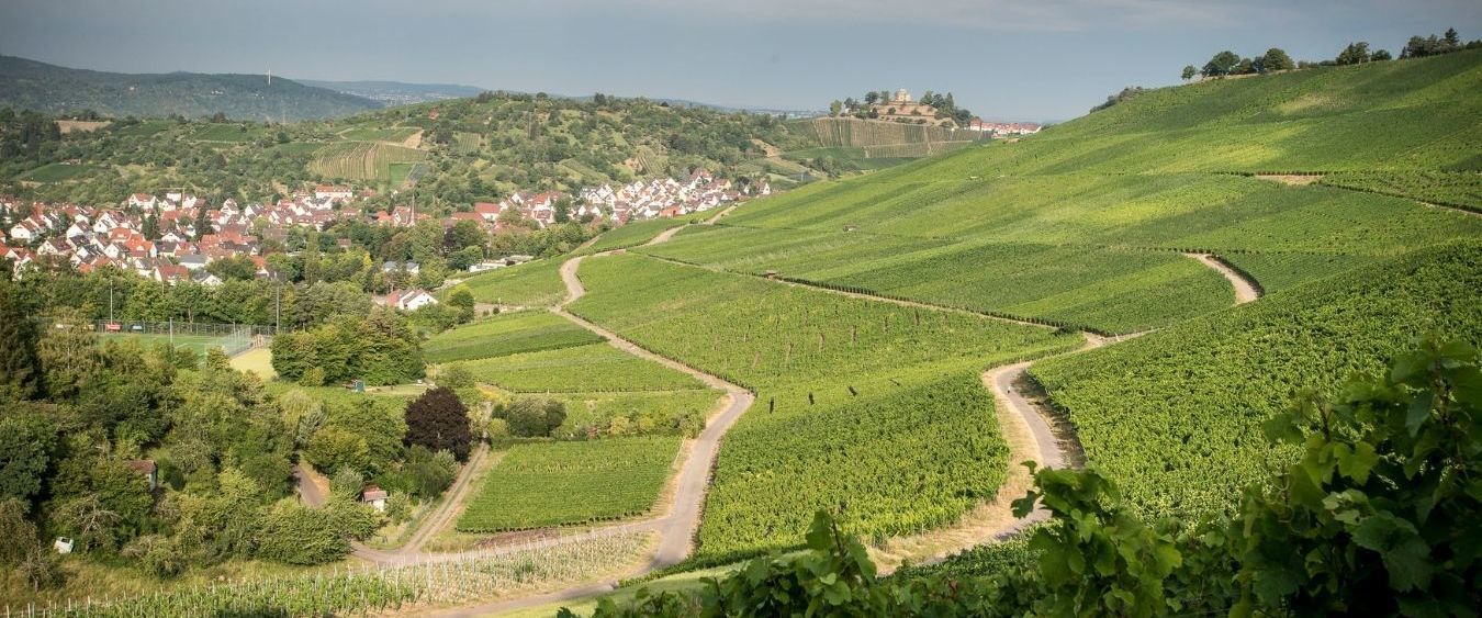 Landschaftsbild mit den für die Region typischen Weinbergen. Foto entstand in der Nähe von Esslingen in Baden-Württemberg.