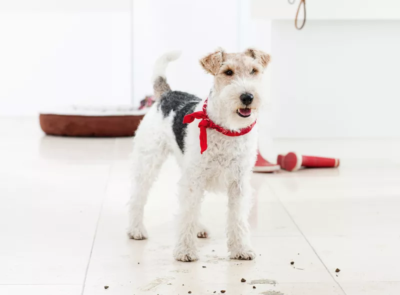 Kärcher tips for tackling paw prints on the floor