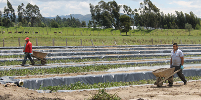Distribution of water hyacinths Distribution of water hyacinths