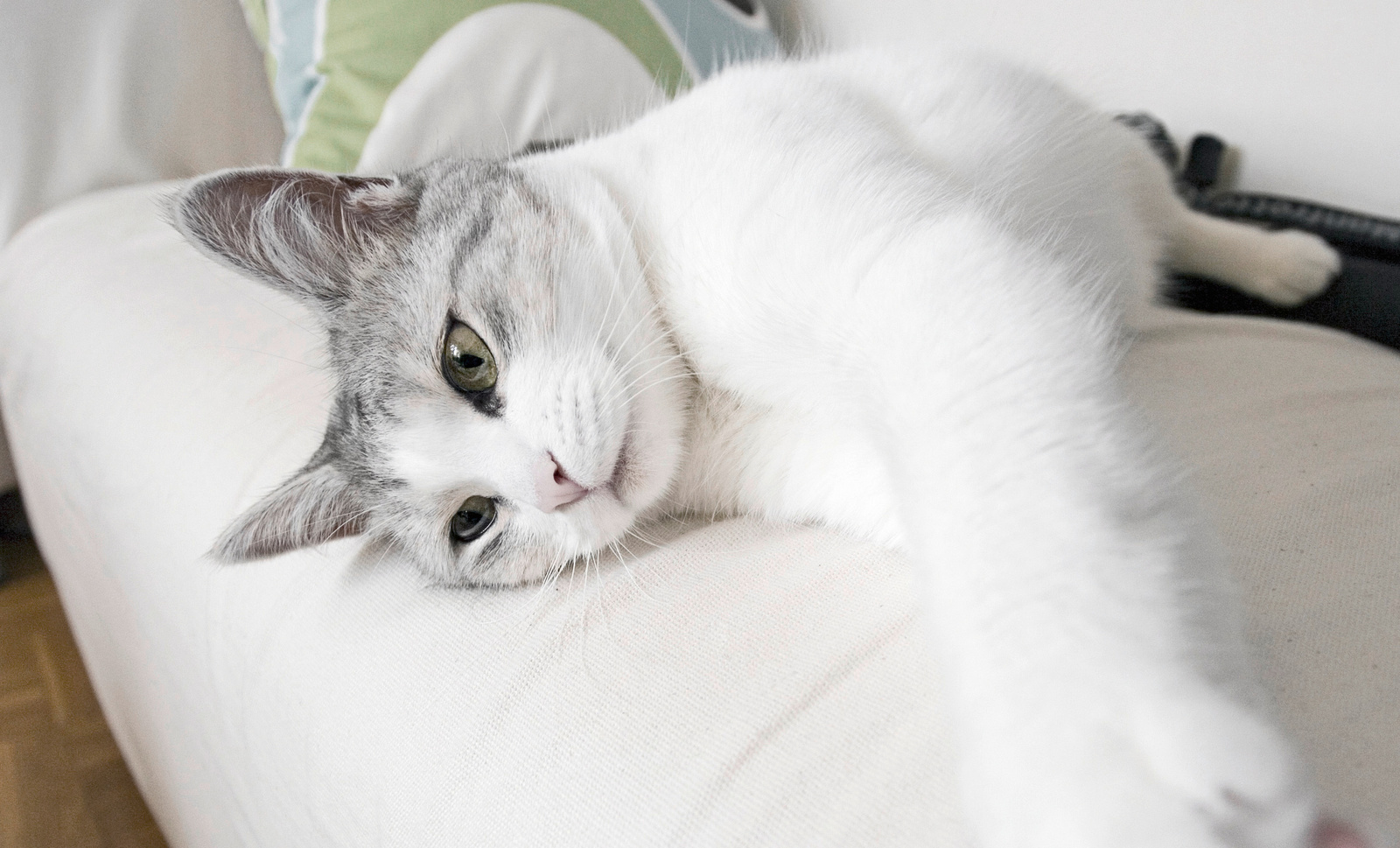 Chat sur le canapé Le chat se couche sur le canapé