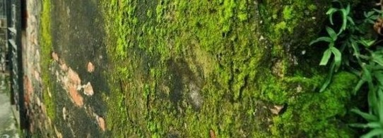  Hình ảnh rêu bám đầy trên tường nhà gây mất thẩm mỹ cho căn nhà