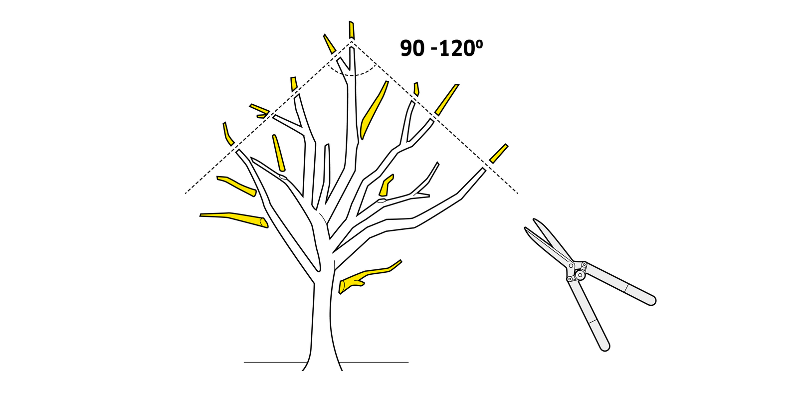 Taille de fructification Conseils de Kärcher pour la taille de fructification